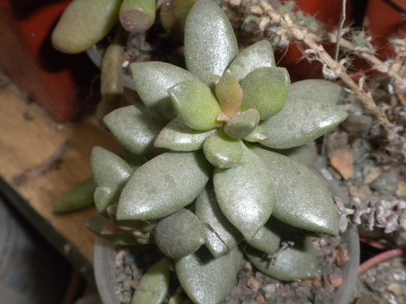 Adromischus cooperi 002