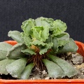 Adromischus cristatus