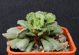 Adromischus cristatus