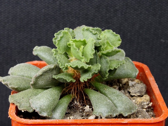Adromischus cristatus