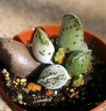 Adromischus festivus cv. 'Silver Tubes'
