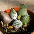 Adromischus festivus cv. 'Silver Tubes'