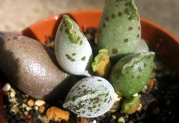 Adromischus festivus cv. 'Silver Tubes'