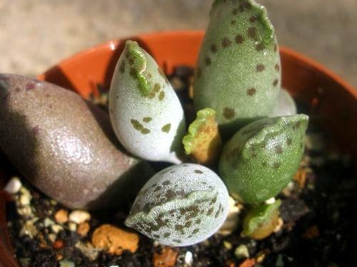 Adromischus festivus cv. 'Silver Tubes'