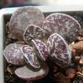 Adromiscus Bryan Makin