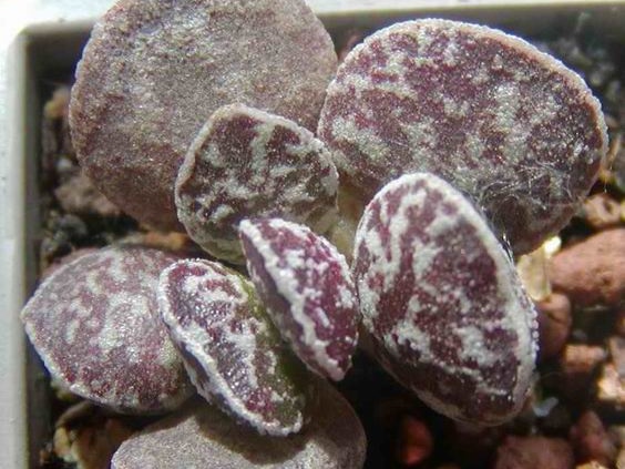 Adromiscus Bryan Makin