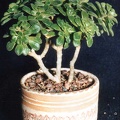 Aeonium lindleyi