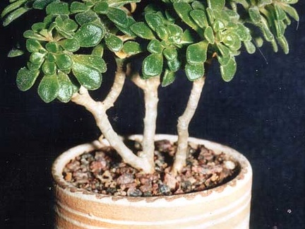 Aeonium lindleyi
