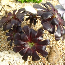 Aeonium arboreum var  atropurpureum cv Schwarzkopf
