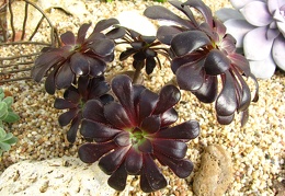 Aeonium arboreum var  atropurpureum cv Schwarzkopf