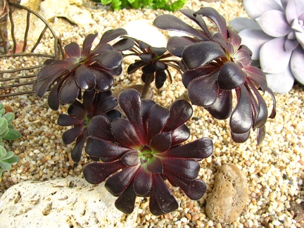 Aeonium arboreum var  atropurpureum cv Schwarzkopf