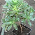 Aeonium decorum