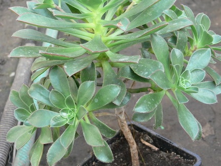 Aeonium decorum