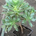 Aeonium_decorum.JPG