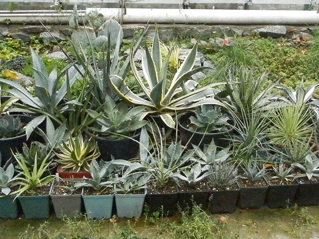 Agave