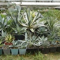 Agave