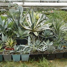 Agave