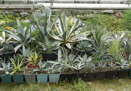 Agave