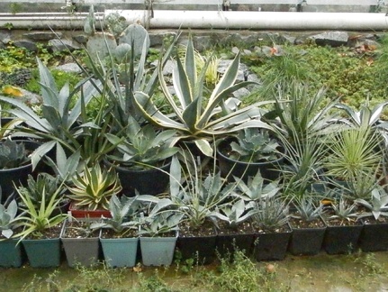 Agave