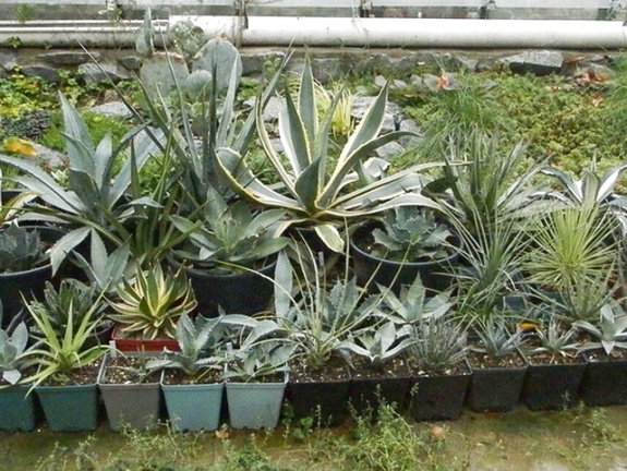 Agave