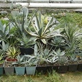 Agave.jpg