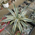 Agave americana f  variegata