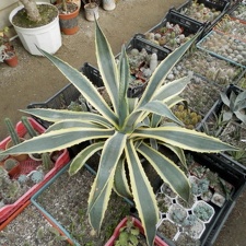 Agave americana f  variegata
