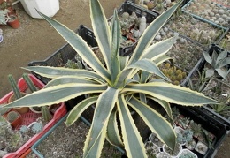 Agave americana f  variegata