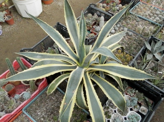 Agave americana f  variegata