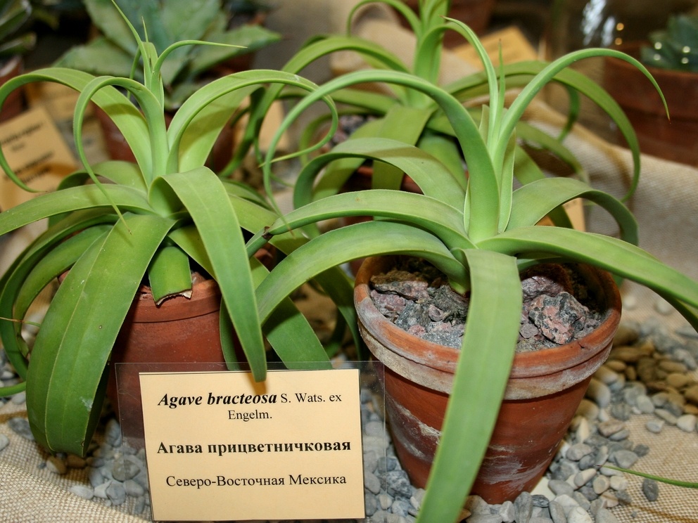 Agave bracteosa