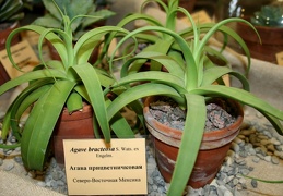 Agave bracteosa