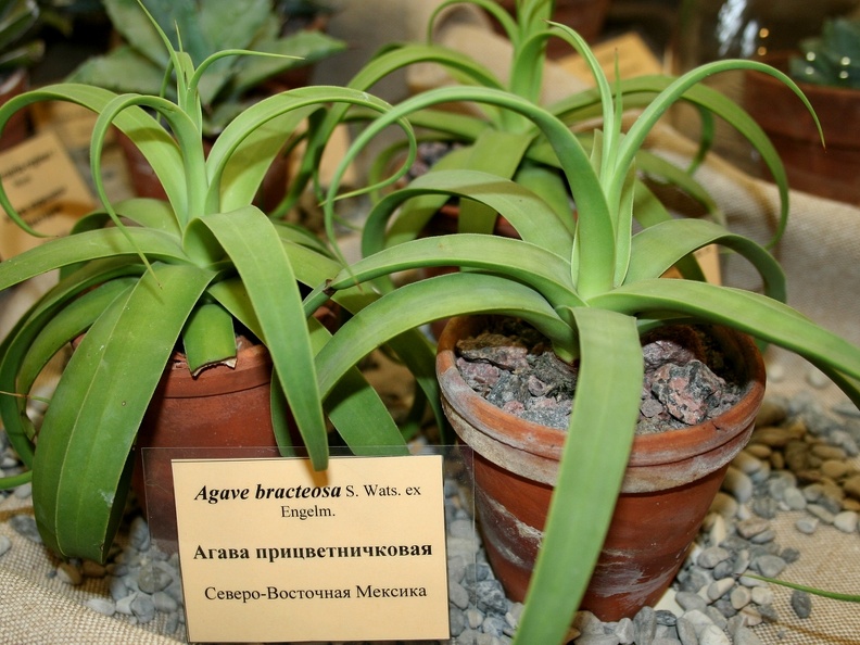 Agave bracteosa