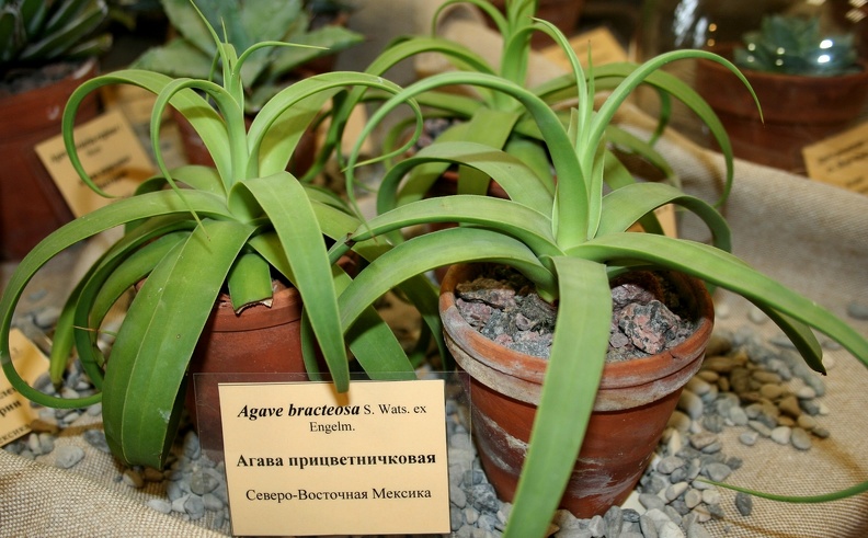 Agave_bracteosa.JPG