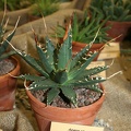 Agave sp