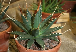 Agave sp