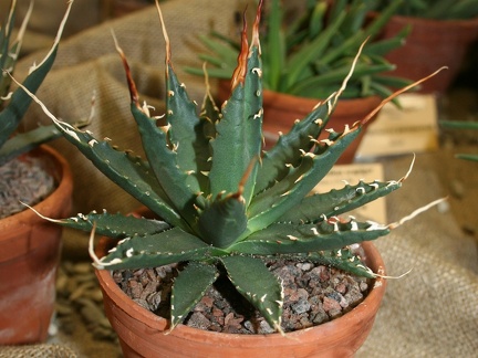 Agave sp