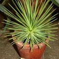 Agave striata