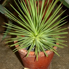 Agave striata