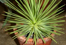 Agave striata