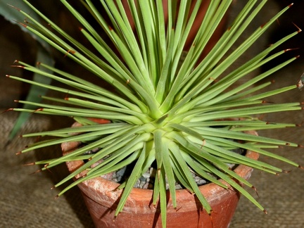 Agave striata