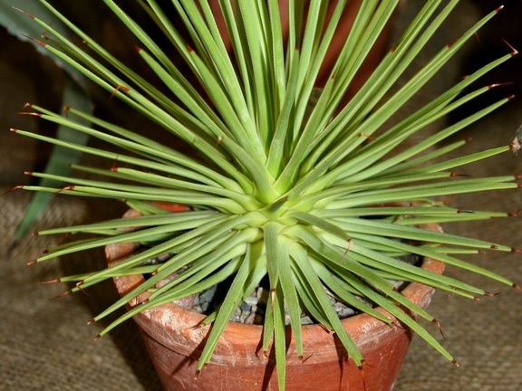 Agave striata