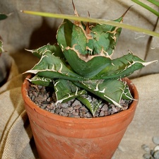 Agave titanota
