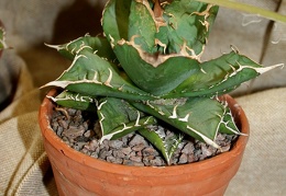 Agave titanota