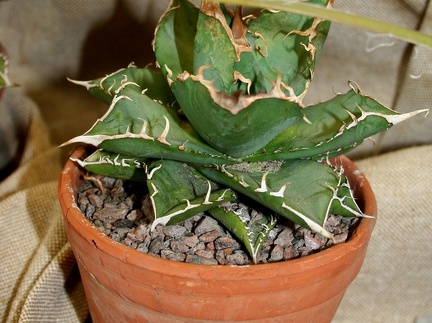 Agave titanota