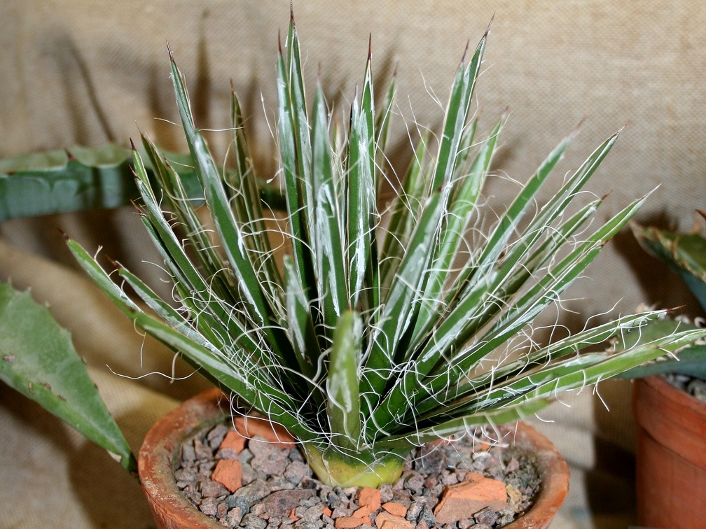 Agave toumeyana