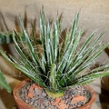 Agave toumeyana