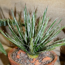 Agave toumeyana