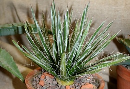 Agave toumeyana