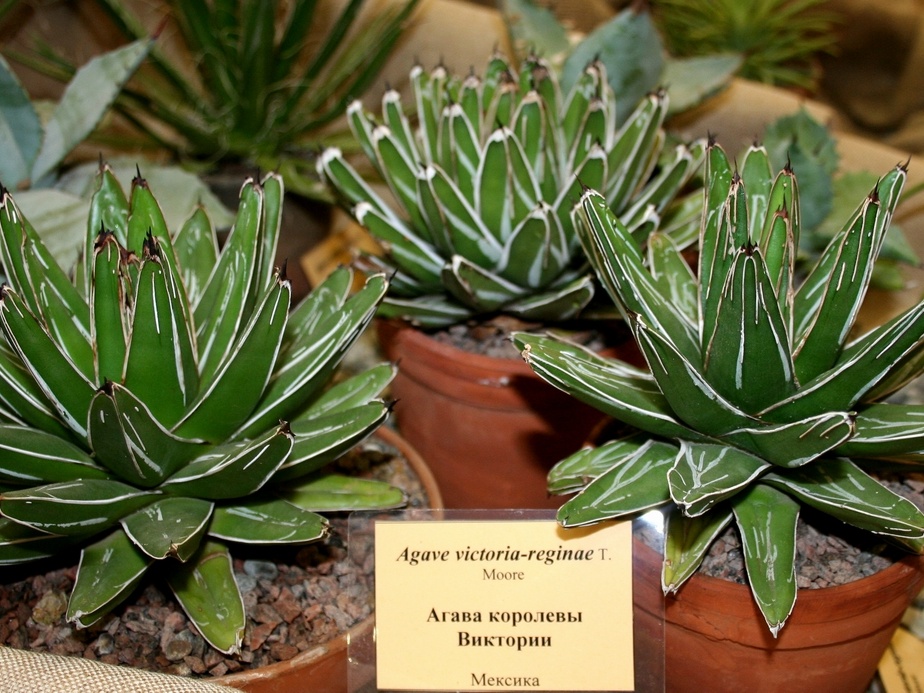 Agave victoria-reginae-01