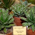 Agave victoria-reginae-01
